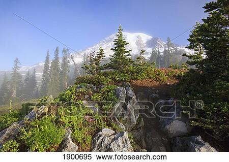 mount rainier in the morning fog in paradise park in mt. rainier national park; washington, united states of america View Large Photo Image Stock Photography - mount rainier in the morning fog in paradise park in mt. rainier national park; washington, united states of america. Fotosearch