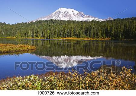 Stock Photograph - mount rainier reflected in reflection lake in mt. rainier national park; washington, united states of america. Fotosearch