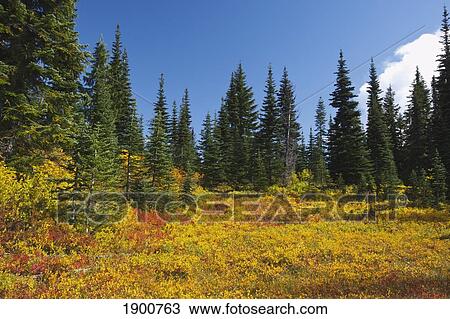 mt. rainier national park in autumn; washington, united states of america View Large Photo Image Stock Image - mt. rainier national park in autumn; washington, united states of america. Fotosearch