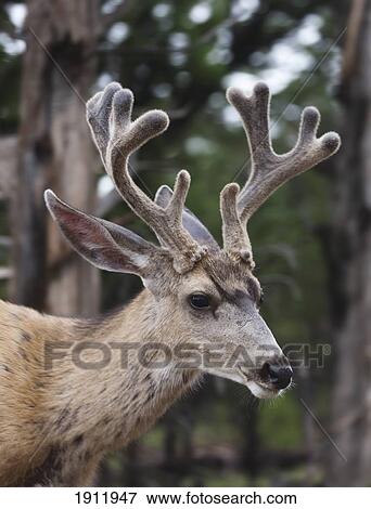 mule deer buck (odocoilus hemionus) with antlers in velvet in pinon-juniper woodland along south rim of the grand canyon; arizona, united states of america View Large Photo Image Stock Photo - mule deer buck (odocoilus hemionus) with antlers in velvet in pinon-juniper woodland along south rim of the grand canyon; arizona, united states of america. Fotosearch