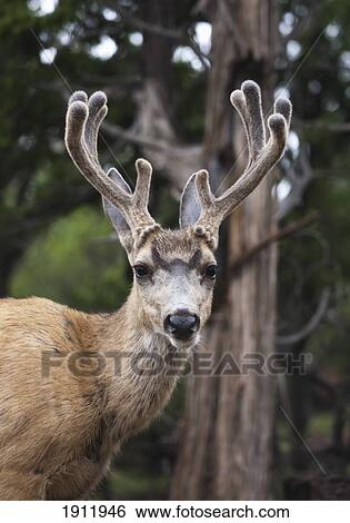 mule deer buck (odocoilus hemionus) with antlers in velvet in pinon-juniper woodland along south rim of the grand canyon; arizona, united states of america View Large Photo Image Stock Photograph - mule deer buck (odocoilus hemionus) with antlers in velvet in pinon-juniper woodland along south rim of the grand canyon; arizona, united states of america. Fotosearch
