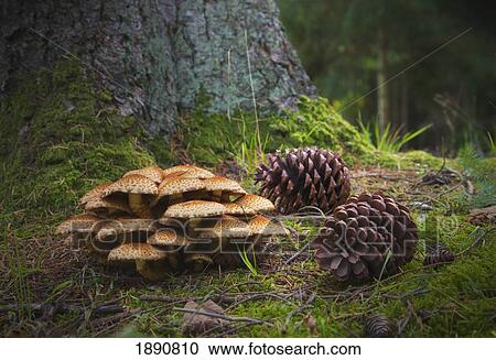 mushrooms and pine cones on the forest floor; northumberland, england View Large Photo Image Stock Image - mushrooms and pine cones on the forest floor; northumberland, england. Fotosearch