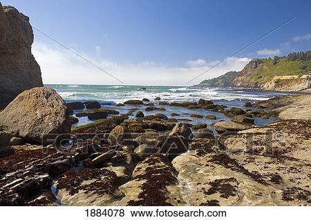 otter rock beach along the oregon coast; oregon, united states of america View Large Photo Image Stock Photo - otter rock beach along the oregon coast; oregon, united states of america. Fotosearch