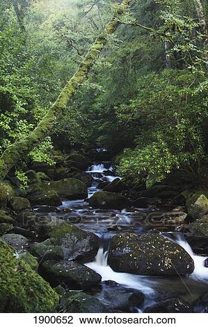 owengarriff river in killarney national park in munster region; county kerry, ireland View Large Photo Image Stock Image - owengarriff river in killarney national park in munster region; county kerry, ireland. Fotosearch