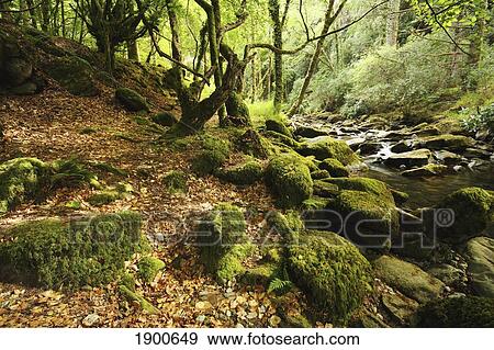Stock Photo - owengarriff river in killarney national park in munster region; county kerry, ireland. Fotosearch