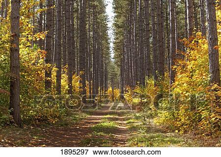 path into the forest in autumn; sault st. marie, ontario, canada View Large Photo Image Stock Photo - path into the forest in autumn; sault st. marie, ontario, canada. Fotosearch