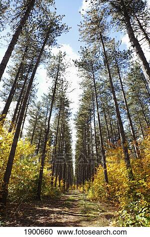 Stock Image - path through a forest in autumn; sault st. marie, ontario, canada. Fotosearch