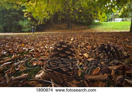 Picture - pine cones and autumn colored leaves on the ground; northumberland, england. Fotosearch