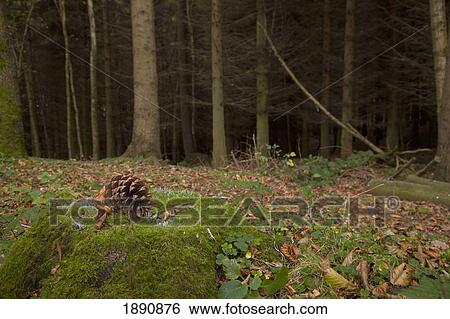 pine cones and autumn colored leaves on the ground in a forest; northumberland, england View Large Photo Image Stock Photograph - pine cones and autumn colored leaves on the ground in a forest; northumberland, england. Fotosearch