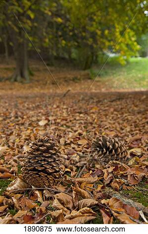 pine cones and autumn colored leaves on the ground; northumberland, england View Large Photo Image Stock Photography - pine cones and autumn colored leaves on the ground; northumberland, england. Fotosearch