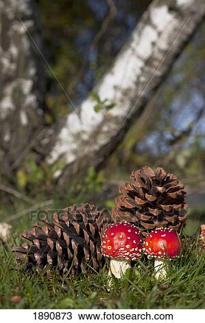 pine cones and fly agaric (amanita muscaria) mushrooms on the grass; northumberland, england View Large Photo Image Stock Image - pine cones and fly agaric (amanita muscaria) mushrooms on the grass; northumberland, england. Fotosearch