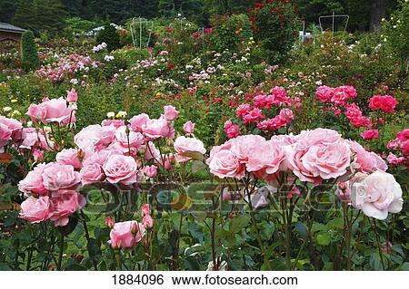 pink roses in the portland rose garden; portland, oregon, united states of america View Large Photo Image Stock Photograph - pink roses in the portland rose garden; portland, oregon, united states of america. Fotosearch