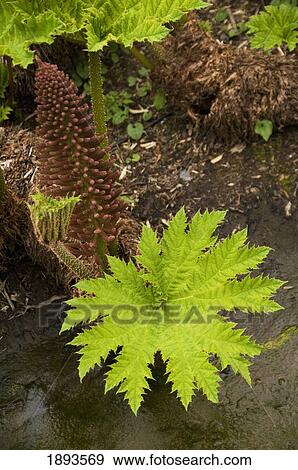 plants in a garden; tofino, british columbia, canada View Large Photo Image Stock Photo - plants in a garden; tofino, british columbia, canada. Fotosearch