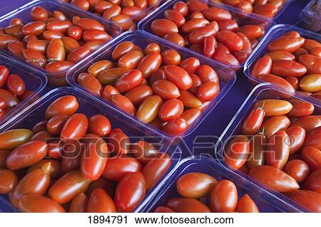 plum tomatoes sitting in cartons in a row View Large Photo Image Stock Image - plum tomatoes sitting in cartons in a row. Fotosearch