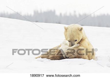 Stock Photo - polar bear sow (ursus maritimus) holds her young cub tenderly in her paws at wapusk national park; churchill, manitoba, canada. Fotosearch