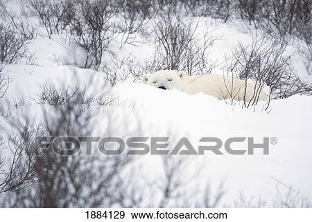 polar bear (ursus maritimus) sleeps while disguised in the shrubs; churchill, manitoba, canada View Large Photo Image Stock Photo - polar bear (ursus maritimus) sleeps while disguised in the shrubs; churchill, manitoba, canada. Fotosearch
