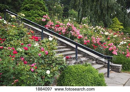 portland rose garden; portland, oregon, united states of america View Large Photo Image Stock Photo - portland rose garden; portland, oregon, united states of america. Fotosearch