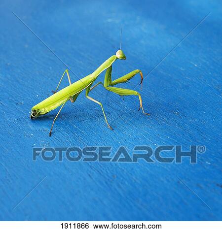 praying mantis on a blue surface; benalamadena costa, malaga, costa del sol, andalusia, spain View Large Photo Image Stock Photograph - praying mantis on a blue surface; benalamadena costa, malaga, costa del sol, andalusia, spain. Fotosearch