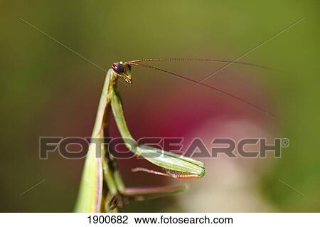 praying mantis; oregon, united states of america View Large Photo Image Stock Image - praying mantis; oregon, united states of america. Fotosearch