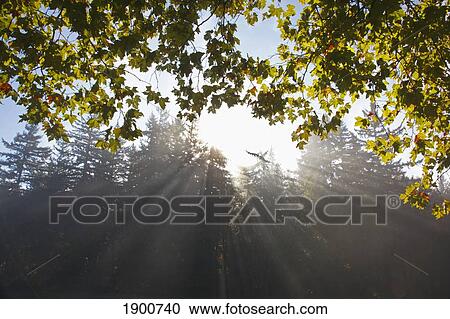rays of sunlight through the trees and morning fog; portland, oregon, united states of america View Large Photo Image Stock Image - rays of sunlight through the trees and morning fog; portland, oregon, united states of america. Fotosearch
