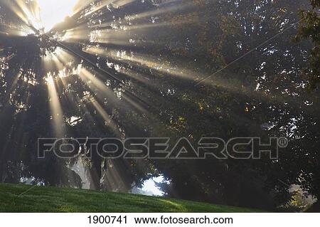 rays of sunlight through the trees and morning fog; portland, oregon, united states of america View Large Photo Image Stock Image - rays of sunlight through the trees and morning fog; portland, oregon, united states of america. Fotosearch