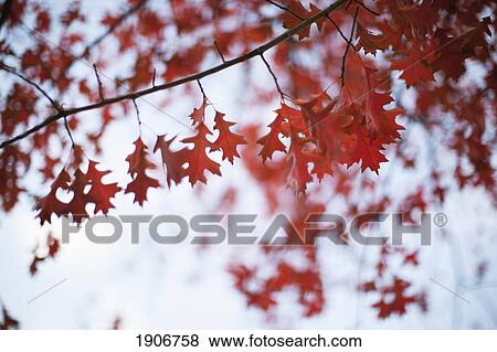 red autumn leaves; houten, the netherlands View Large Photo Image Stock Photo - red autumn leaves; houten, the netherlands. Fotosearch