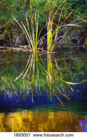 Stock Photo - reeds reflecting on the water; st. albert, alberta, canada. Fotosearch