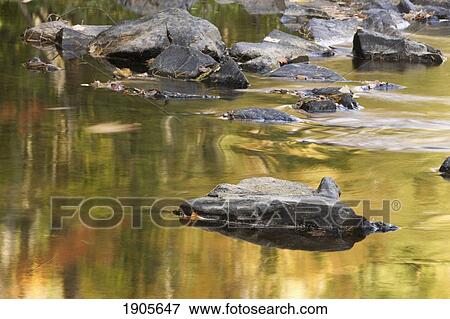 reflection of autumn colors in the water; michigan, united states of america View Large Photo Image Stock Photo - reflection of autumn colors in the water; michigan, united states of america. Fotosearch