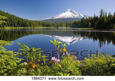 Stock Image - reflection of mount hood in trillium lake in the oregon cascades; oregon, united states of america. Fotosearch