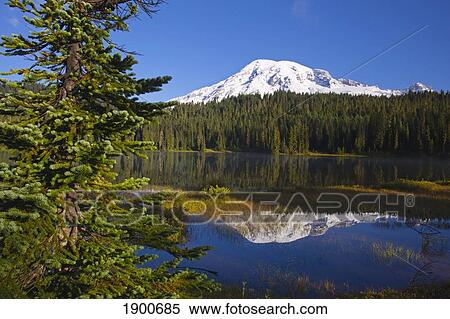 reflection of mount rainier in a lake in mt. rainier national park; washington, united states of america View Large Photo Image Stock Photography - reflection of mount rainier in a lake in mt. rainier national park; washington, united states of america. Fotosearch