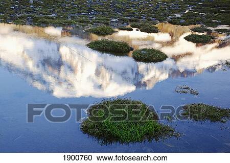 reflection of mount rainier in a small alpine pond in paradise park in mt. rainier national park; washington, united states of america View Large Photo Image Stock Image - reflection of mount rainier in a small alpine pond in paradise park in mt. rainier national park; washington, united states of america. Fotosearch