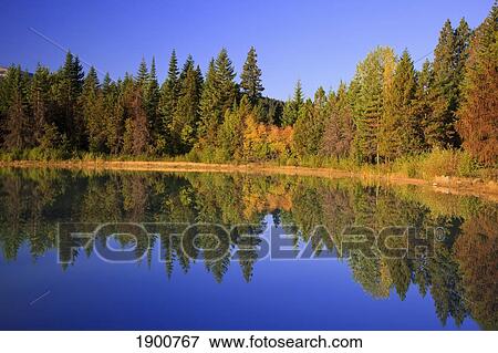 Stock Photo - reflection of the trees in a small pond; hood river, oregon, united states of america. Fotosearch