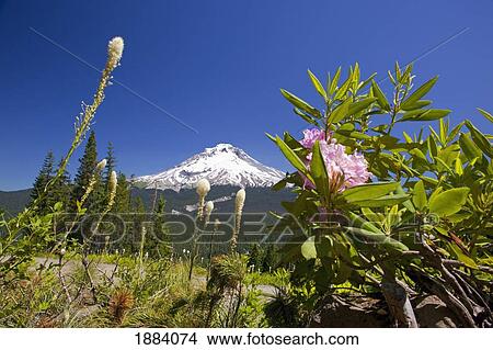 rhododendrons and mount hood in the oregon cascades; oregon, united states of america View Large Photo Image Picture - rhododendrons and mount hood in the oregon cascades; oregon, united states of america. Fotosearch