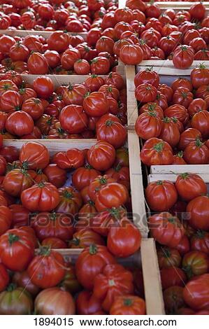 ripe tomatoes in crates; calgary, alberta, canada View Large Photo Image Stock Photography - ripe tomatoes in crates; calgary, alberta, canada. Fotosearch