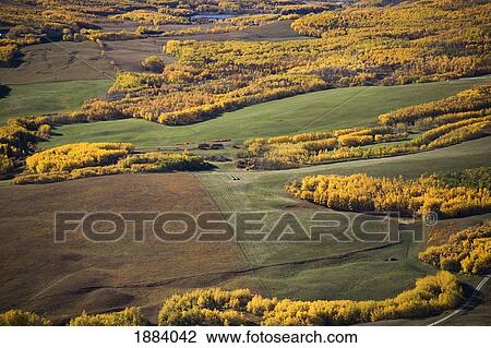 rolling hills with golden trees in autumn; alberta, canada View Large Photo Image Stock Image - rolling hills with golden trees in autumn; alberta, canada. Fotosearch