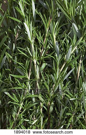 Stock Photo - rosemary sprigs; calgary, alberta, canada. Fotosearch
