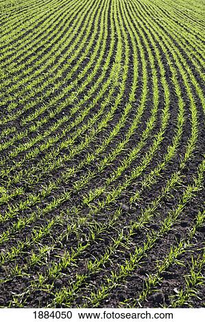 rows of a seedling grain crop; innisfail, alberta, canada View Large Photo Image Stock Image - rows of a seedling grain crop; innisfail, alberta, canada. Fotosearch