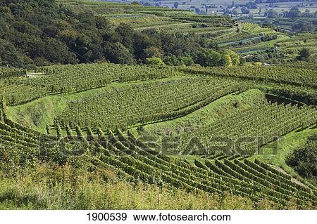 rows of grape vines on a hillside; bickensohl, germany View Large Photo Image Stock Photo - rows of grape vines on a hillside; bickensohl, germany. Fotosearch