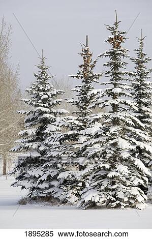 Stock Photography - snow covered evergreen trees; calgary, alberta, canada. Fotosearch