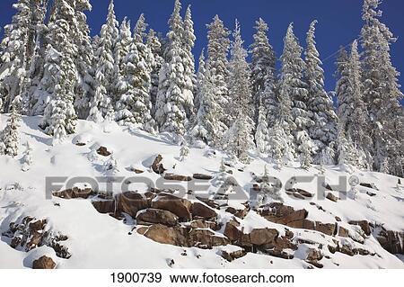 snow covered trees on mount hood; oregon, united states of america View Large Photo Image Stock Photo - snow covered trees on mount hood; oregon, united states of america. Fotosearch