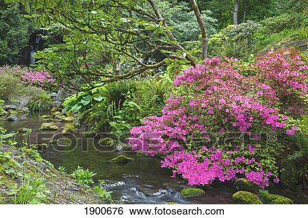 spring blossoms along a trail and creek in crystal springs gardens; portland, oregon, united states of america View Large Photo Image Stock Photograph - spring blossoms along a trail and creek in crystal springs gardens; portland, oregon, united states of america. Fotosearch