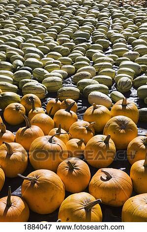 Stock Photo - squash and pumpkins laying on the ground; innisfail, alberta, canada. Fotosearch