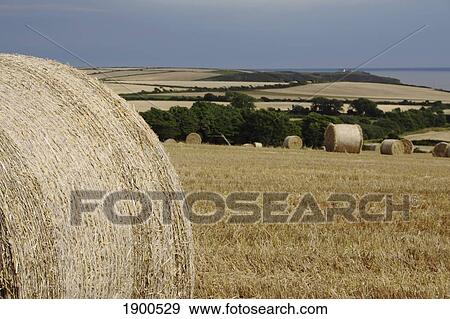 Stock Photo - straw bales in a field in east cork in munster region; guileen, county cork, ireland. Fotosearch