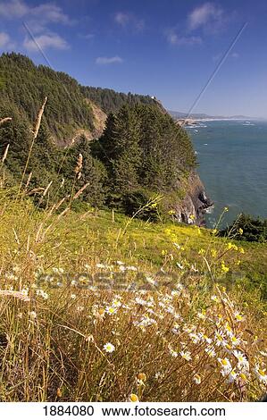Stock Image - summer flowers on a hill at cape foulweather along the oregon coast; oregon, united states of america. Fotosearch
