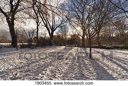 sunlight shining through the trees onto a snow covered field; jarrow, tyne and wear, england View Large Photo Image Stock Photography - sunlight shining through the trees onto a snow covered field; jarrow, tyne and wear, england. Fotosearch