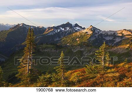 sunrise over tatoosh mountains in paradise park in mt. rainier national park; washington, united states of america View Large Photo Image Stock Photo - sunrise over tatoosh mountains in paradise park in mt. rainier national park; washington, united states of america. Fotosearch