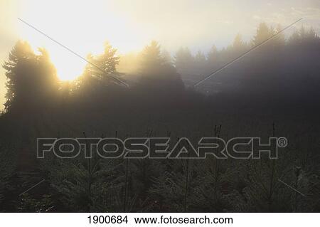 sunrise over willamette valley; oregon, united states of america View Large Photo Image Picture - sunrise over willamette valley; oregon, united states of america. Fotosearch
