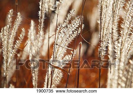 Stock Photography - tall grass; portland, oregon, united states of america. Fotosearch