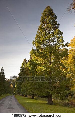 Stock Image - tall trees lining a road; northumberland, england. Fotosearch