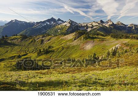 Stock Image - tatoosh mountains in paradise park in mt. rainier national park; washington, united states of america. Fotosearch